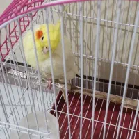 عروس هلندی سالم