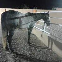 نریان ۷ساله درشت صیح سلامت مخصوص سواری آزاد پرش