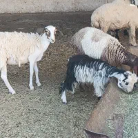 بره سبک|حیوانات مزرعه|شیراز, علی آباد|دیوار