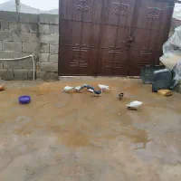 کبوتر نامه بر و تهرانی|پرنده|جوانرود, |دیوار