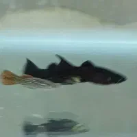 مولی دم شمشیری جفتی65|ماهی|پاکدشت, پاکدشت (مامازند)|دیوار