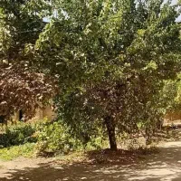 خونه باغ ویلایی|فروش خانه و ویلا|فرمهین, |دیوار