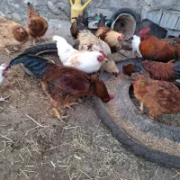 خروس محلی|حیوانات مزرعه|نیر (اردبیل), |دیوار