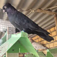 زاغ آبادانی عروسک|پرنده|آبادان, |دیوار