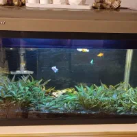 آکواریوم درب دار شیشه خم|ماهی|صدرا-فارس, فاز ۱|دیوار