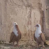 جفت کلاغ زرد خال سیاه دار