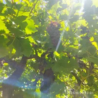 فروش باغ سی سخت چهار را باغات|فروش خانه و ویلا|سیسخت, |دیوار