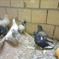 زاجر . حمال . سوسک . کشتنی|پرنده|یزد, |دیوار