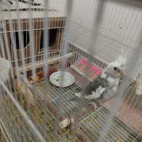 عروس هلندی البینو دوکت نر|پرنده|جوین, |دیوار