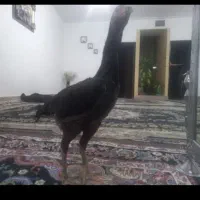 مرغ لاری تخم گذار  یک ساله