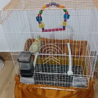 عروس هلندی 4ماهه با فقس|پرنده|سنندج, |دیوار