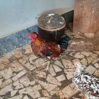 مرغ و خروس|حیوانات مزرعه|مرزیکلا, |دیوار