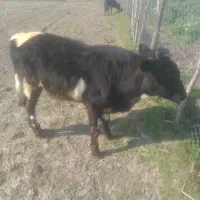 یک راس گاونر