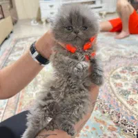 بریتیش اسکاتیش