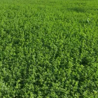 یونجه مرغوب درجه یک کیلو۲۶