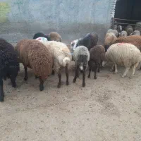 گوسفند
