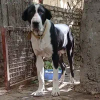 سگ محافظ نژاد برتر الابای روسی