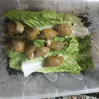 حلزون|خزنده|محمدیه-قزوین, |دیوار