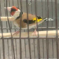 سهره مست مست جوجه قفس الشتر