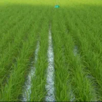 زمین شالیزار