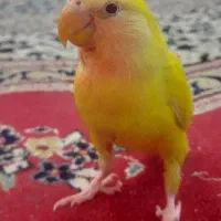 گمشده طوطی برزیلی|حیوانات|شیراز, تندگویان|دیوار