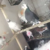 کفتر پرشی گنجه بر|پرنده|قم, انسجام|دیوار