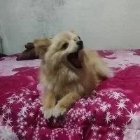 سگ پامر تربیت شده نر|سگ|نسیم‌شهر, |دیوار