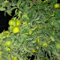 فروش نارنج روی درخت|خوردنی و آشامیدنی|قائم‌شهر, |دیوار