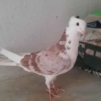 ۳تا کفتر غریبگیری|پرنده|تهران, دانشگاه شریف|دیوار