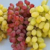 باغ-انگور-و-دامداری-و-باغ-ویلا-با-امکانات-عالی