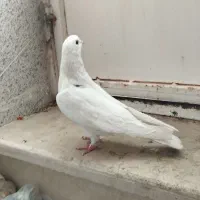 کاشانی یا تهرانی