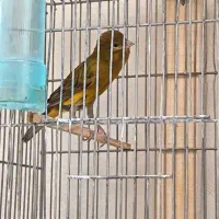 قناری نر بخون سبز سوخته و پرتقالی کلاهی