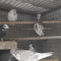 فروش کبوتر|پرنده|هشتگرد, هشتگرد قدیم|دیوار