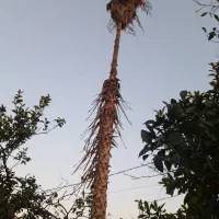 پالم|گل و گیاه طبیعی|ساری, |دیوار