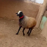 قوچ شالی درجه یک 1ساله