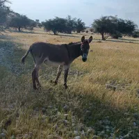 الاغ نر