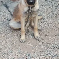 سگ سرابی نر ۵ ماهه