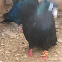 یجفت سیاه آبادانی خوشکل درج یک