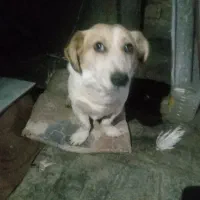 فروش سگ پا کوتاه ۱ میلیون تومان