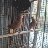 جفت جوجه زرد دم سفیدکاکل|پرنده|زاهدان, |دیوار