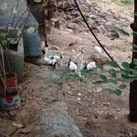 خرگوش|موش و خرگوش|سنندج, |دیوار