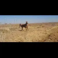 اسب مادیون|اسب و تجهیزات اسب‌سواری|سبزوار, قلعه‌نو دهزار|دیوار