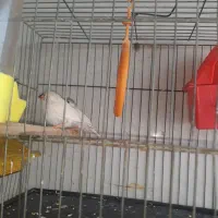 سطل|ظروف نگهدارنده، پلاستیکی، یکبارمصرف|اهواز, شهرک الهیه|دیوار