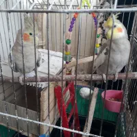 طوطی زیبای عروش هلندی|پرنده|محمدشهر, محمدشهر|دیوار