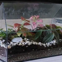 تراریوم بهاران