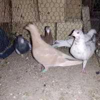 کبوتر پرشی|پرنده|اسفراین, |دیوار