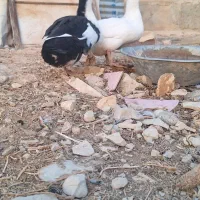 اردک نر و ماده تخم گذار