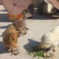 مرغ و خروس