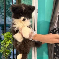 اکیتای نگهبان