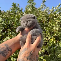 مناسب ترین پت آپارتمانی اسکاتیش